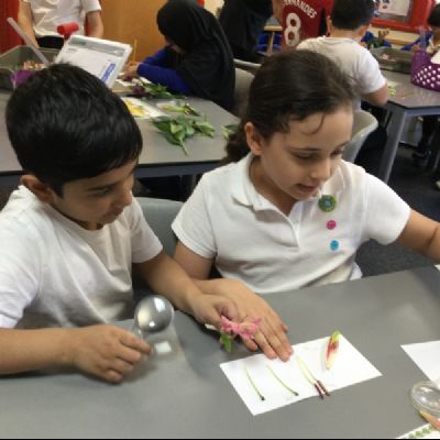 3A explore plants